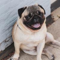 pug